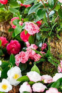装饰和美丽的花园山茶盛开新鲜的浪漫图片