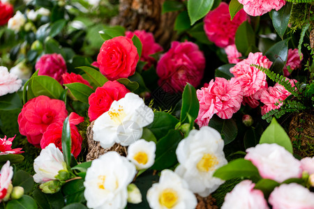 开花配种白色的装饰和美丽花园山茶图片