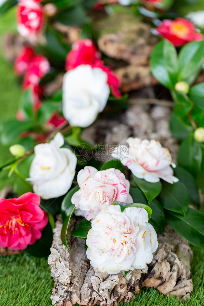 园艺自然春天装饰和美丽的花园山茶图片