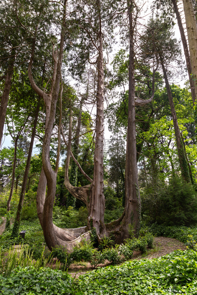 乡村的巨大葡萄牙辛特拉Pena自然林公园带有树木和石块棕色的图片