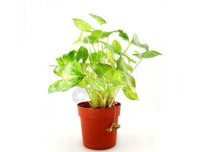 盆栽红锅中的绿色植物新鲜以白为背景叶子自然图片