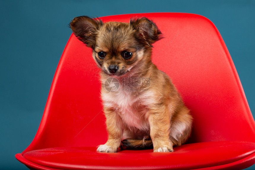 针织的漂亮演播室拍摄吉娃小狗在红色座椅上婴儿图片
