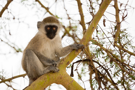 游戏猴子坐在树上肯尼亚的狩猎中预订哺乳动物图片