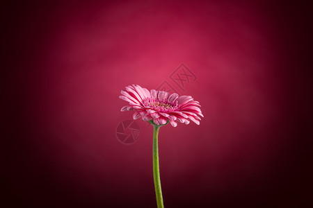 粉色雏菊花卉图片