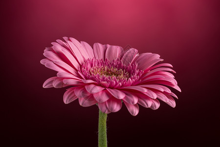 粉色非洲菊花卉图片