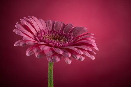 粉色雏菊花卉图片