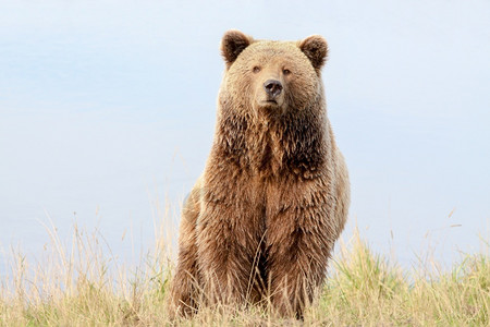 野生动物棕熊图片
