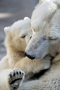 哺乳动物熊素小北极幼和他妈玩耍家庭图片