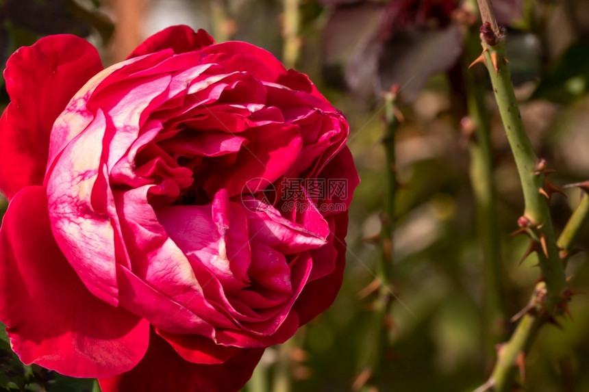 装饰单身在花园里隔绝彩色玫瑰花与复制间隔绝玫瑰的背景壁纸开花图片