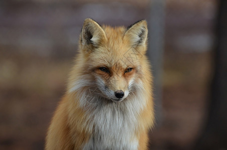 锋利的毛皮鲜艳红狐狸有毛和尖锐的外观表情可爱图片