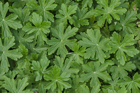 草本植物保加利亚索非夏季花园自然绿化田地背景保加利亚索非明亮的苏菲图片