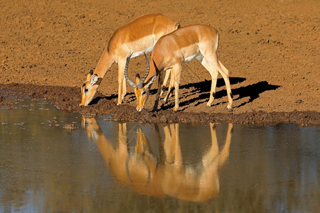 国民家的在南非莫卡拉公园的Mokala水井中饮用乙型亚麻油动物群图片