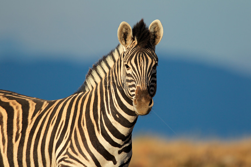 动物鬃毛南非布尔切斯平原ZebraEquusquiggaburchelli的肖像生态图片