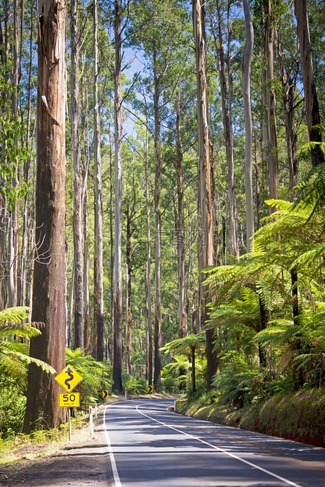桉树路高速公澳大利亚维多州Yarra河谷BlackSpur一带森林的塔树和木生苗图片