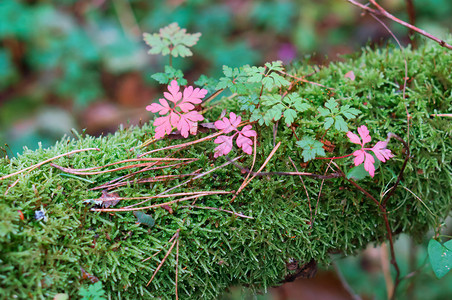 花的盛开季节粉红色的小花绿苔上粉红色花绿苔上的粉红色花的小图片
