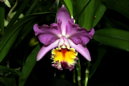 精美的色彩繁多兰花物种紫色黄红牛群不伦瑞克惊喜西蒙照片紫色的植物图片