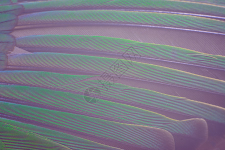虎皮凤爪颜色插图小路美丽的巨型鹦鹉羽毛结构图案布局背景设计图片