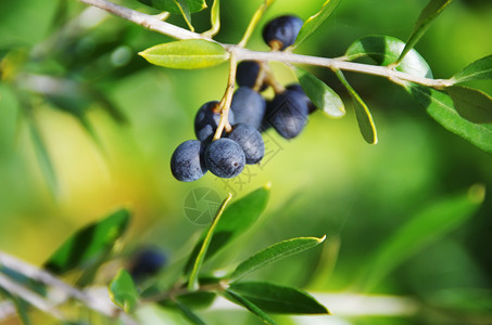 水果树枝上成熟的橄榄绿底有机的自然图片