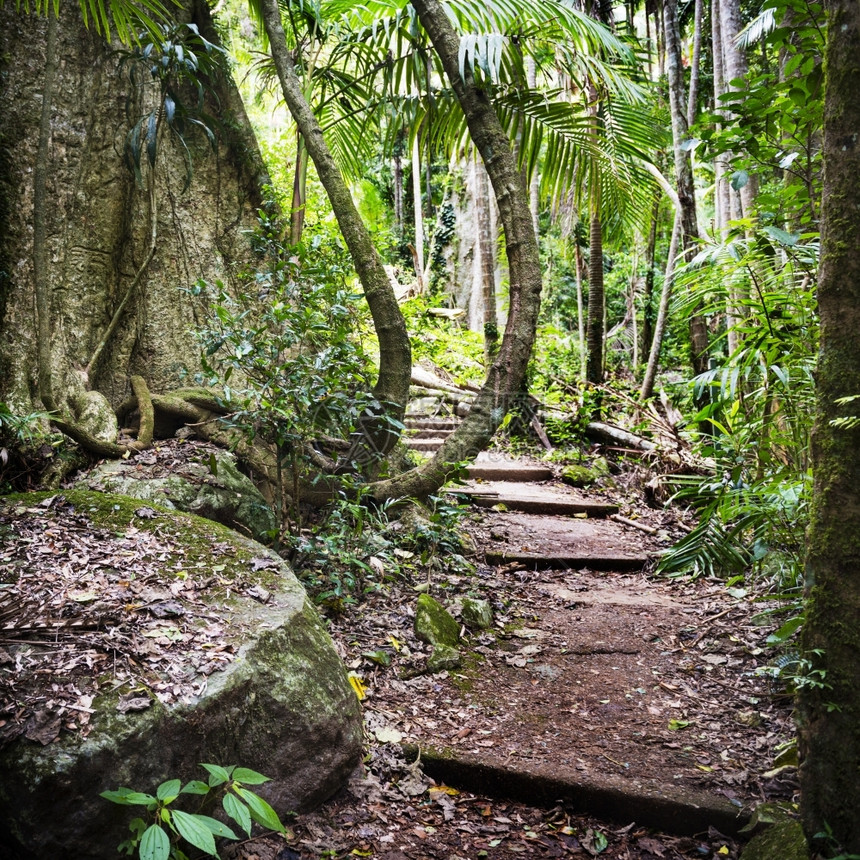 沿澳大利亚新南威尔士州登山警告之道穿过老树林的森沿着蕨类植物腹地图片