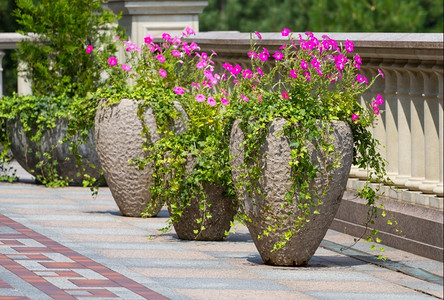 水泥花盆具体的花盆朵在公园的锅里生活背景
