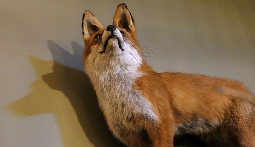 柔软的野生动物肖像装在室内墙壁对面的全装狐狸图片