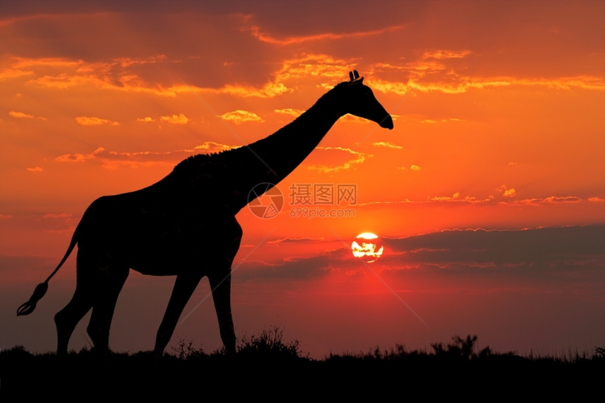 高的南非长颈鹿环绕着黄云迎来日落的戏剧一种独自的图片