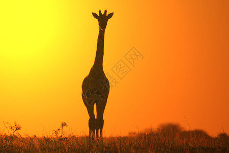 长颈鹿剪影非洲的日落天空摆姿势简单化温暖的图片