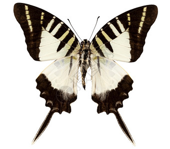 燕尾蝶昆虫美丽的高清图片