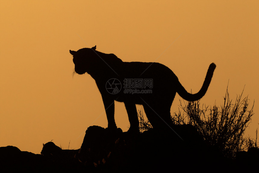 自然南部非日出时正对着橙色天空抛头露面的黑豹濒危图片