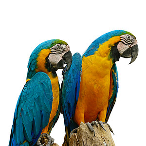 金刚坐漂亮的自然蓝色和金MacawAviary孤立在白色背景上翅膀背景