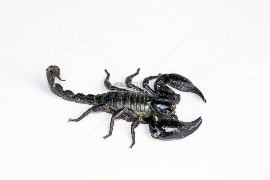 黑蝎子被孤立在白底无脊椎的动物中被隔离在白底皮上主题元首自然图片