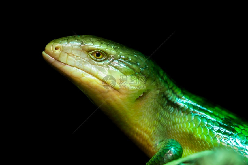印度尼西亚舌头Tanimbar皮肤绿色蜥蜴站在一块木头上蒂利夸的肉毒杆菌爬虫学图片