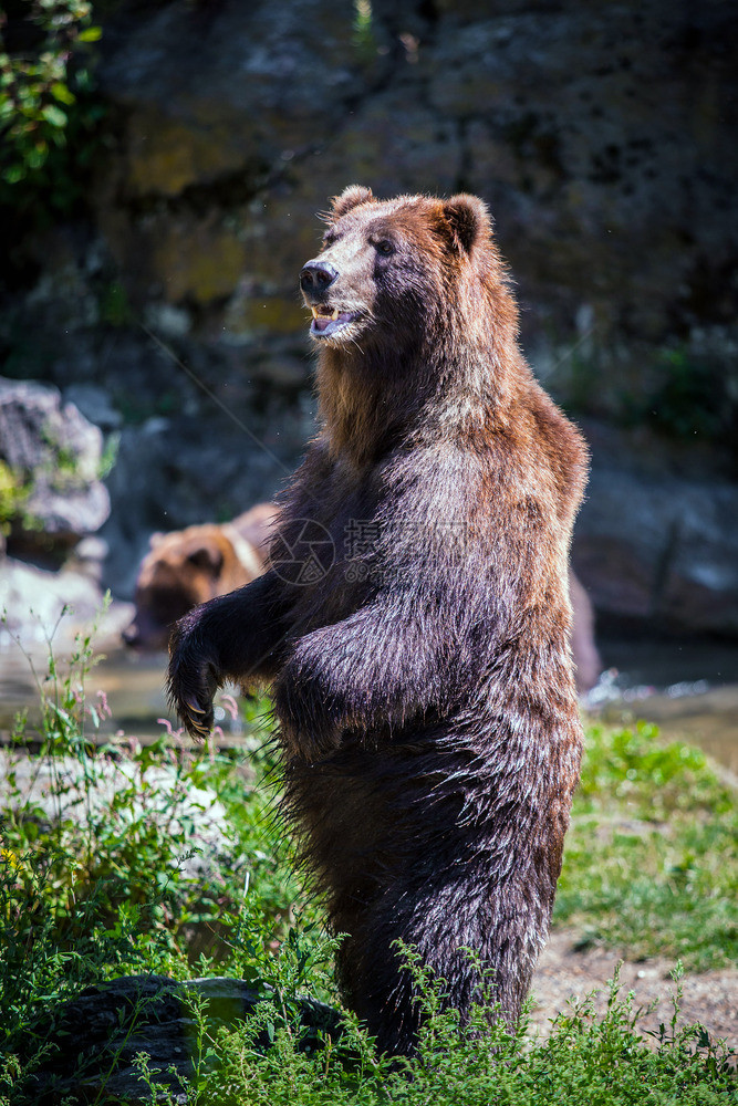 站立的熊在野外公园自然危险图片