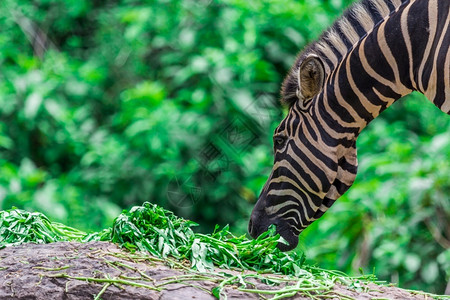 公园国民斑马面部和头的Zebra肖像在吃东西之间自然日落图片