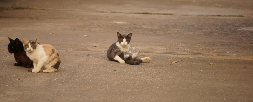 小猫三只坐在泰国的地上毛皮猫咪图片