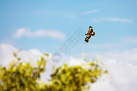 国民大鸟在肯尼亚天空中飞翔溅起美丽的背景图片
