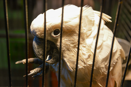 分支荒野动物园的栅栏中可爱白鹦鹉凤头图片