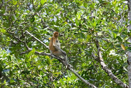 隐藏哥打京那巴鲁红树林中的长鼻猴害羞古晋图片