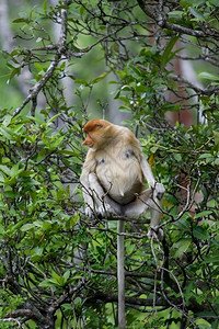 文莱河国民哥打京那巴鲁红树林中的长鼻猴图片
