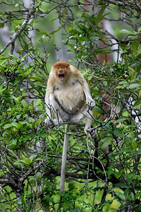 异国情调哥打京那巴鲁红树林中的长鼻猴公园约根森图片