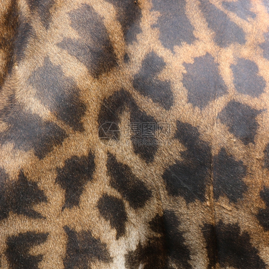 荒野热带草地长颈鹿皮质素图片