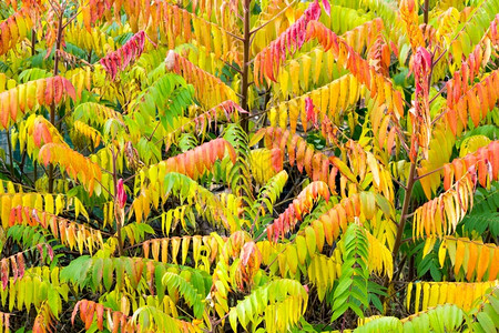 不同的各种样伤寒秋色绿黄和红的天鹅绒树图片