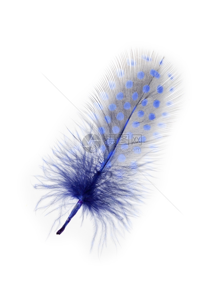 自然颜色以紫涂在白底的几内亚禽羽毛类图片