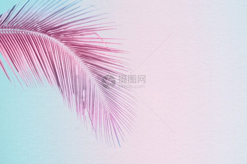 粉色的灵感热带和棕榈叶以充满活力的梯度背景特伦迪尼恩色最低颜风格艺术图片