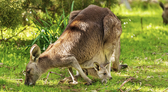 可爱的自然Kangaroo和Joey在澳洲野外吃草时澳大利亚图片