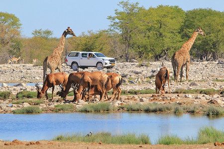 优雅的家庭关于Safari旅游和野生物羚羊图片