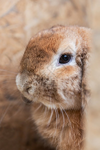 啮齿动物兔子图片