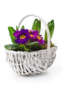 三色紫罗兰丰富多彩的白色篮子有一大堆新鲜的衣柜和长袍图片