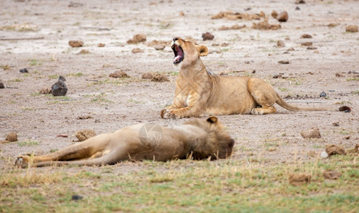 两只狮子在说谎其中一只会打哈欠自然动物雄伟图片