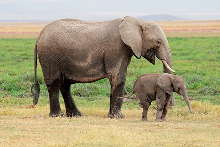 非洲人象牙肯尼亚安博塞利公园非洲象属牛与小犊物种背景图片